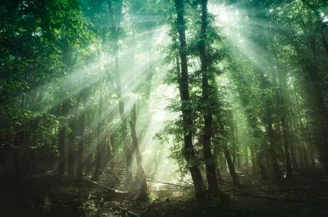 Sun rays in green forest Foto stock