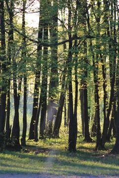 Sun rays in green forest Fotos de archivo