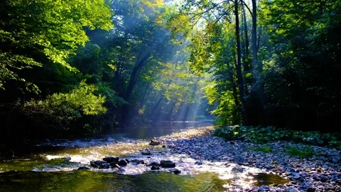 Sun rays in green forest by the river Video stock 139269679
