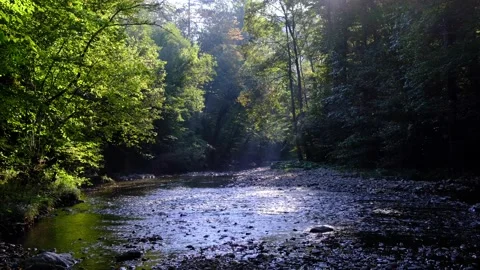 Sun rays in green forest by the river Stock Footage 139397548