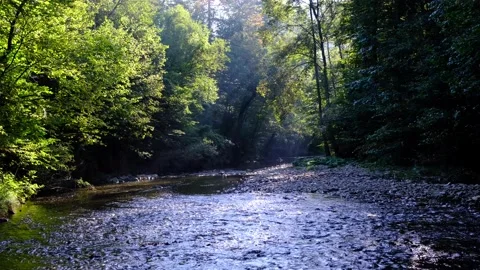 Sun rays in green forest by the river Stock Footage 139397550