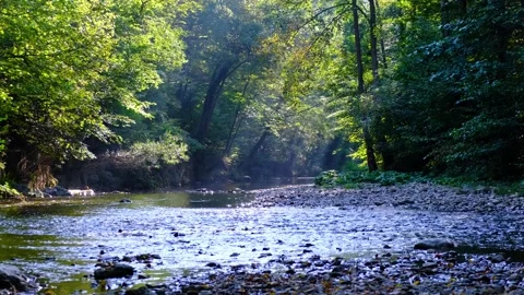 Sun rays in green forest by the river Stock Footage 139397583