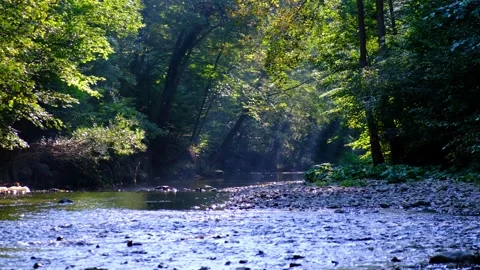 Sun rays in green forest by the river Stock Footage 139397595