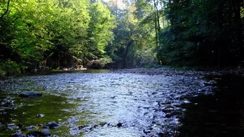 Sun rays in green forest by the river Stock-Footage 139397605