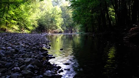 Sun rays in green forest by the river Stock Footage 139397857
