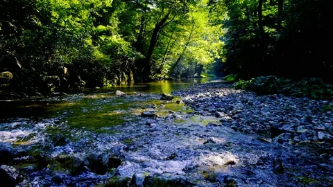 Sun rays in green forest by the river Stock Footage 139399514