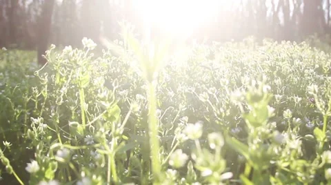 Sun rays On Green Grass Stock Footage 46426701