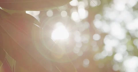 Sun rays on green leaves. Stock Footage 197002901