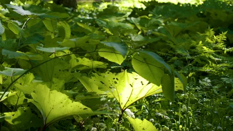 The sun rays on the green leaves of the plants Stock Footage 144139675
