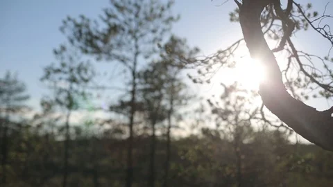 Sun rays in the green leaves of a tree summer sunny day Stock Footage 95246721