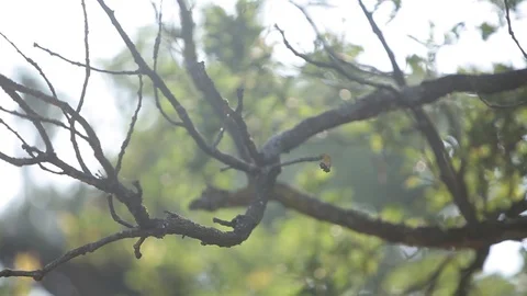 Sun rays in the green leaves of a tree summer sunny day Видео 95300982