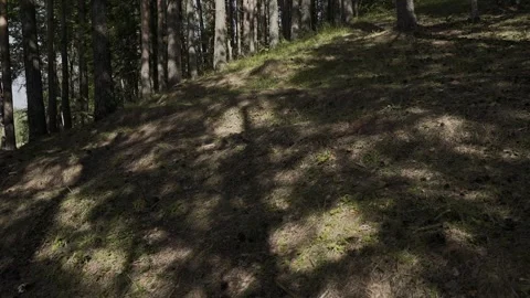Sun rays on the ground in the forest Video stock 328370322