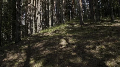 Sun rays on the ground in the forest Video stock 328370358