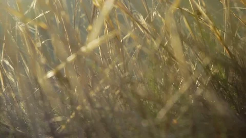 Sun rays in high dry grass Stock Footage 79405887