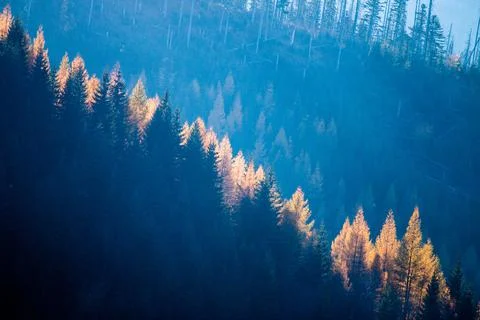 Sun rays hitting a line of trees in Autumn, tatra mountains in Poland Foto stock