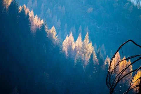 Sun rays hitting a line of trees in Autumn, tatra mountains in Poland Stock Photos