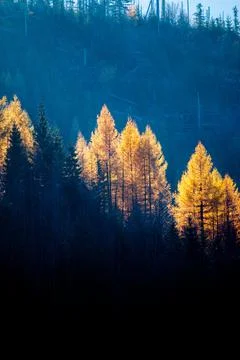 Sun rays hitting a line of trees in Autumn, tatra mountains in Poland Stock Photos