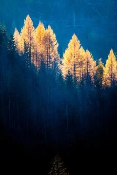 Sun rays hitting a line of trees in Autumn, tatra mountains in Poland Stock Photos