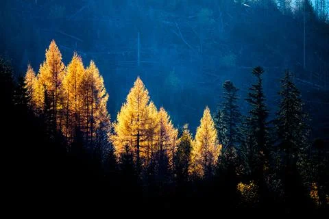 Sun rays hitting a line of trees in Autumn, tatra mountains in Poland Stock Photos