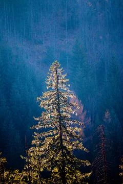 Sun rays hitting a lone spruce tree in Autumn, tatra mountains in Poland Foto stock