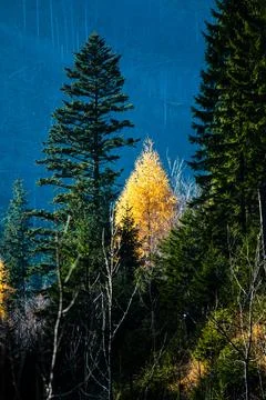 Sun rays hitting a lone spruce tree in Autumn, tatra mountains in Poland Stock Photos