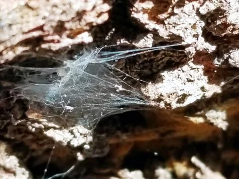 Sun Rays Hitting Spider's Web Clinging to Forest Tree Trunk Stock Photos