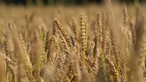 Sun rays hugging the wheats. Beautiful Nature Sunset Landscape Stock Footage 156608711