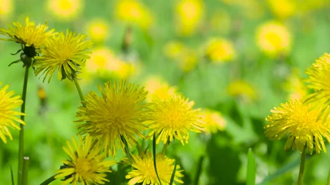 Sun Rays Illuminate Dandelions 4K Video stock 220521643