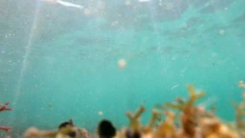 Sun Rays Illuminating Crystal Clear Caribbean Water Stock Footage 339952034