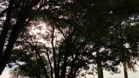 Sun rays inbetween the tree top leaves 库存影片 135843668