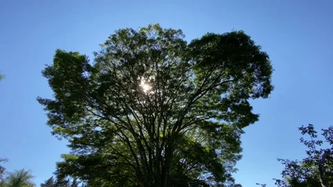 Sun rays inbetween the tree top leaves Видео 135846159