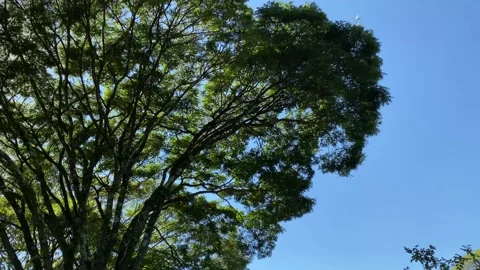 Sun rays inbetween the tree top leaves Видео 135846256