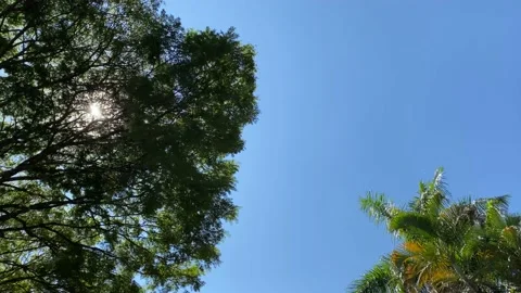 Sun rays inbetween the tree top leaves 库存影片 135847205