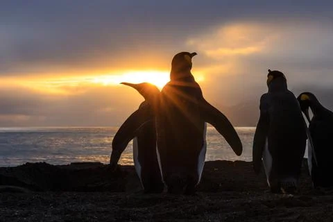 Sun rays with King Penguins (Aptenodytes patagonicus), at St. Andrews Bay, South Stock Photos