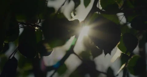 Sun Rays Leaves Cinematic - Clip 001 Stock Footage 163891874