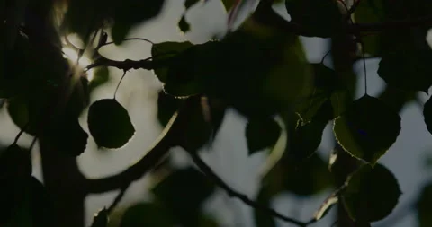 Sun Rays Leaves Cinematic - Clip 002 Stock Footage 163895153