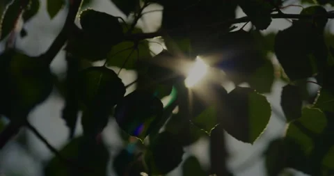 Sun Rays Leaves Cinematic - Clip 003 Stock Footage 163895624