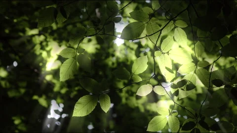 Sun rays Leaves Graded Ungraded Stock Footage 132496435