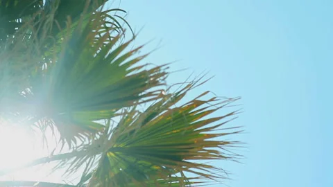 Sun rays in the leaves of a palm tree against the blue sky Stock Footage 94381099