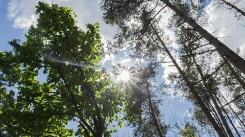 Sun Rays with lens flare in Forest On Summer Day Stock Footage 50352065
