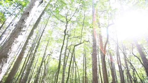 Sun rays light shines through trees and branches of  forest. Stock Footage 68629072