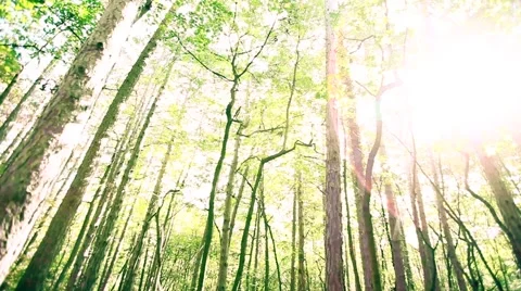 Sun rays light shines through trees and branches of  forest. Video stock 68629169