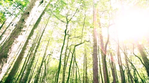 Sun rays light shines through trees and branches of  forest. Video stock 68629300