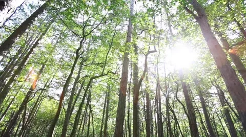 Sun rays light shines through trees and branches of  forest. Video stock 68629398