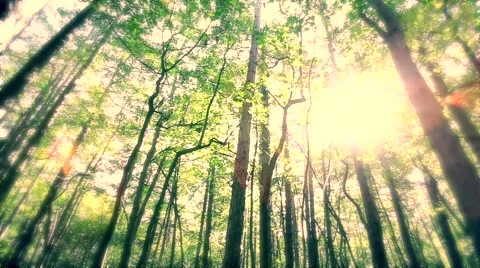 Sun rays light shines through trees and branches of  forest. Video stock 68629467