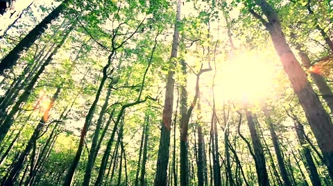 Sun rays light shines through trees and branches of  forest. Video stock 68629535