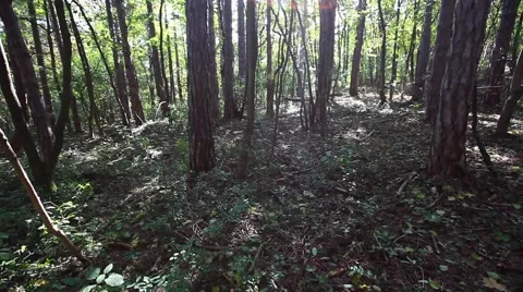 Sun rays light shines through trees and branches of  forest. Video stock 68629612