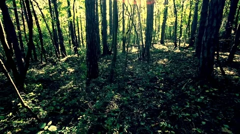 Sun rays light shines through trees and branches of  forest. Video stock 68629736
