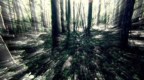 Sun rays light shines through trees and branches of  forest. Video stock 68629898