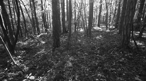 Sun rays light shines through trees and branches of  forest. Video stock 68630019